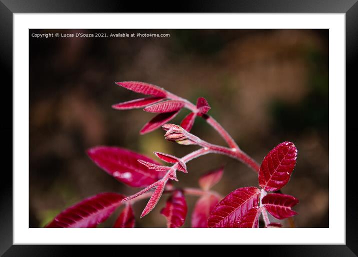Red tender leaves of a wild plant Framed Mounted Print by Lucas D'Souza