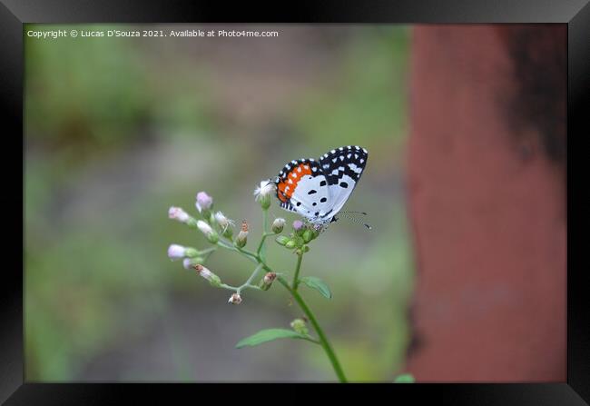 Butterfly sitting a wild flower Framed Print by Lucas D'Souza