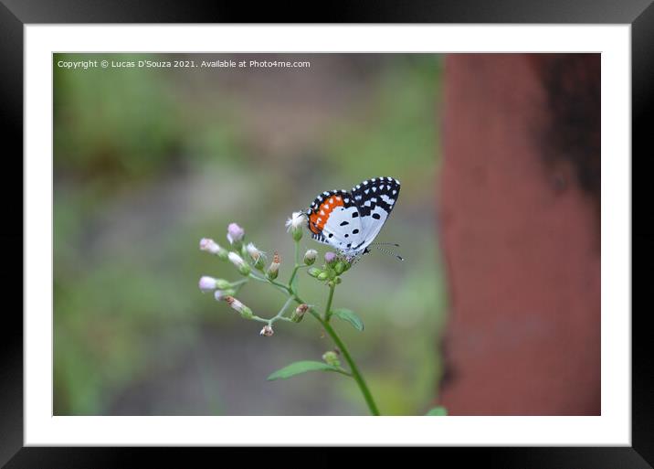 Butterfly sitting a wild flower Framed Mounted Print by Lucas D'Souza