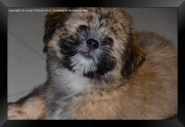 Cute fluppy Tibetan Lhasa puppy Framed Print by Lucas D'Souza