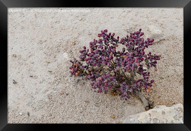 Exotic desert shrubs Framed Print by Lucas D'Souza