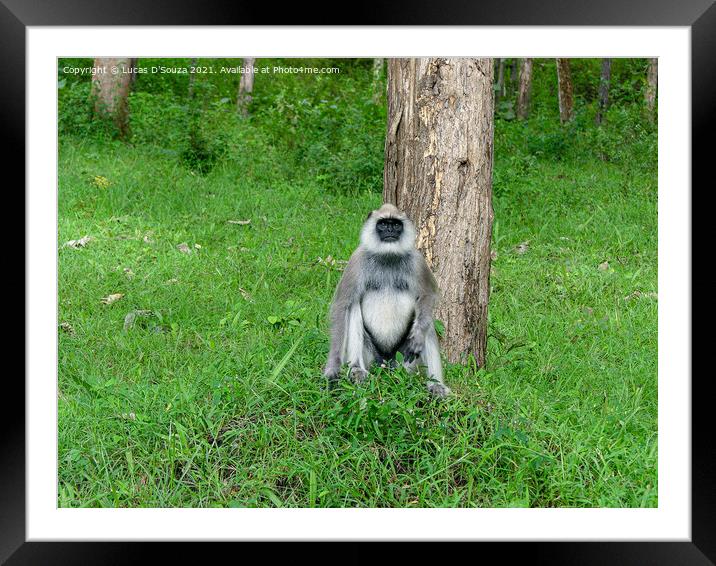 Black face, long tailed gray langur Framed Mounted Print by Lucas D'Souza