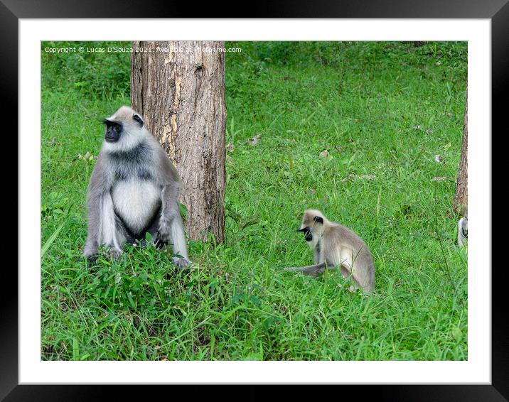 Black face, long tailed gray langur Framed Mounted Print by Lucas D'Souza