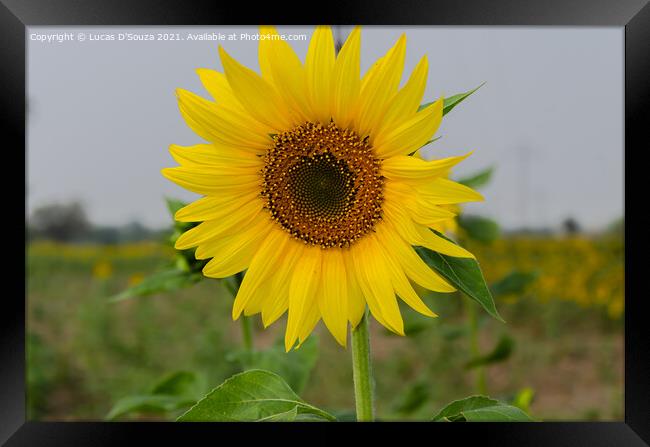 Sunflower  Framed Print by Lucas D'Souza