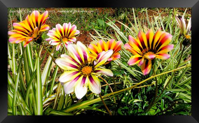 Gazania flowers Framed Print by Lucas D'Souza