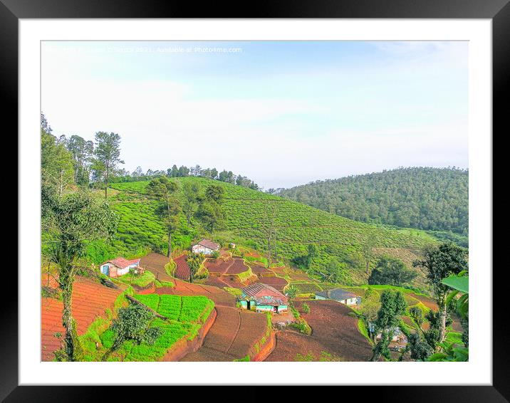 Tea gardens and tea plant nursery Framed Mounted Print by Lucas D'Souza