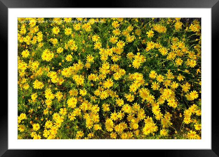 Flower bed Framed Mounted Print by Lucas D'Souza