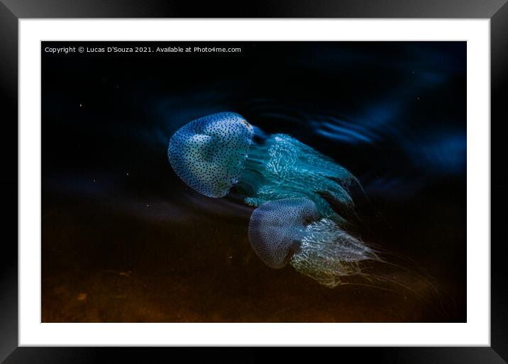 Fluorescent jelly fish  Framed Mounted Print by Lucas D'Souza