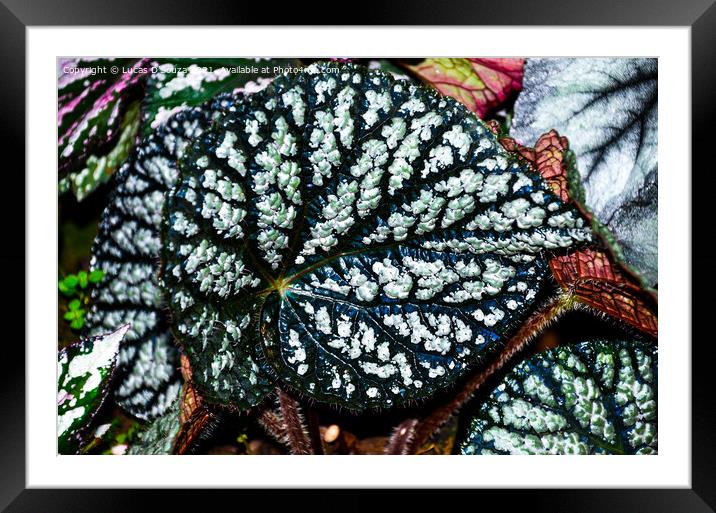Dark shadows Begonia  Framed Mounted Print by Lucas D'Souza