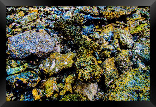 Colourful rocks on the beach Framed Print by Lucas D'Souza