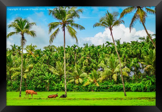 Coconut and areca nut farming Framed Print by Lucas D'Souza