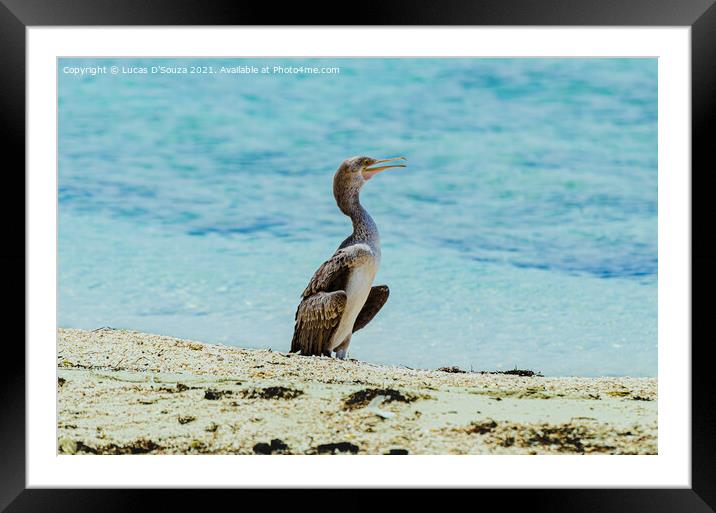 Cormorant bird on the beach Framed Mounted Print by Lucas D'Souza