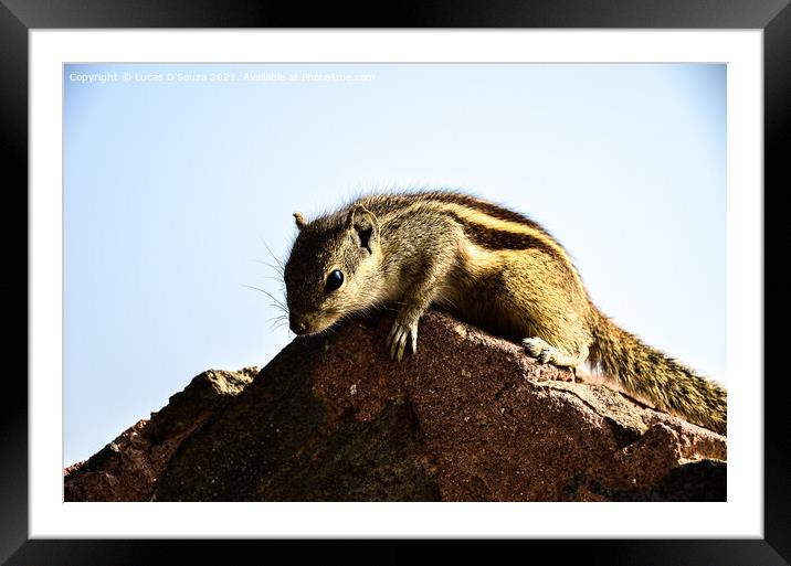 Squirrel Framed Mounted Print by Lucas D'Souza