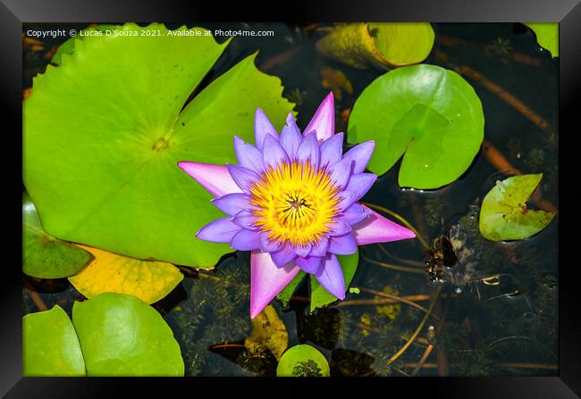 Water lilly in a pond Framed Print by Lucas D'Souza