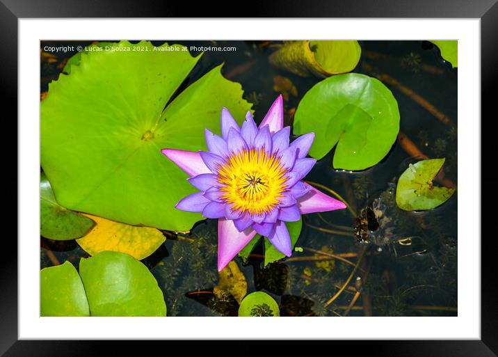 Water lilly in a pond Framed Mounted Print by Lucas D'Souza