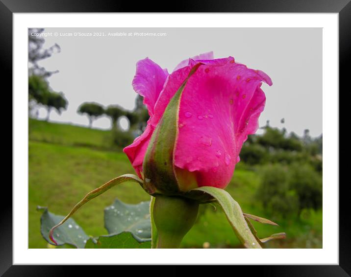 Pink Rose Framed Mounted Print by Lucas D'Souza