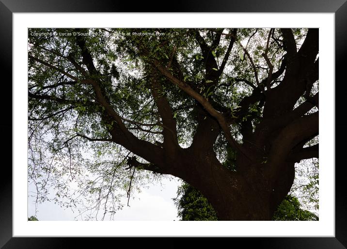 Old tamarind tree Framed Mounted Print by Lucas D'Souza