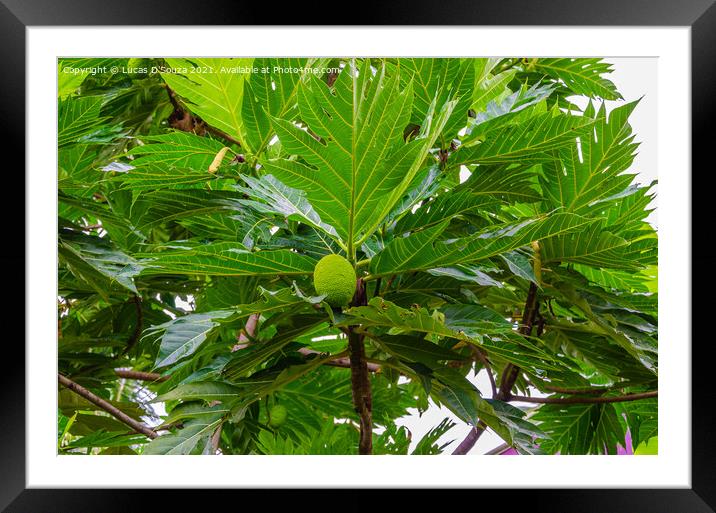 Breadfruit plant Framed Mounted Print by Lucas D'Souza