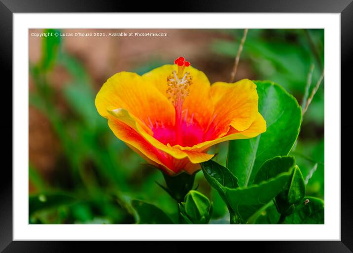 Hibiscus flower and buds on a plant Framed Mounted Print by Lucas D'Souza