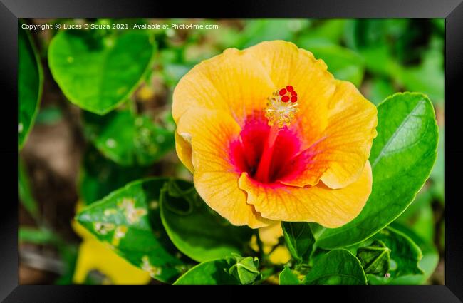 Hibiscus flower and buds on a plant Framed Print by Lucas D'Souza
