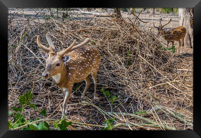 Deers Nisargadhama forest park at Kushalnagar, India Framed Print by Lucas D'Souza