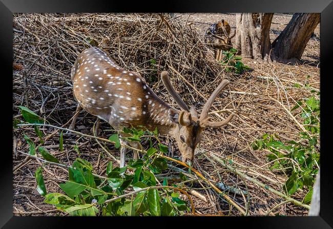 Deers Nisargadhama forest park at Kushalnagar, India Framed Print by Lucas D'Souza