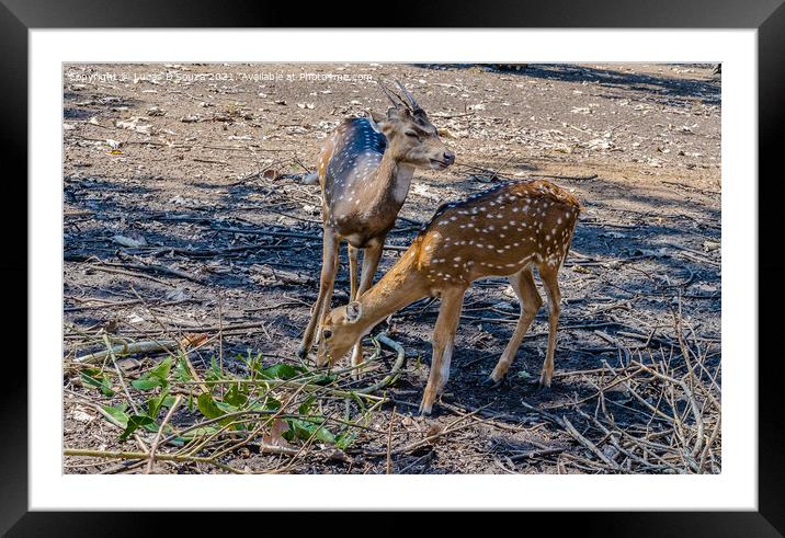 Deers in  Nisargadhama forest park at Kushalnagar, India Framed Mounted Print by Lucas D'Souza