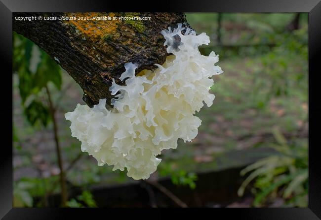Snow Fungus or Tremella fuciformis Framed Print by Lucas D'Souza