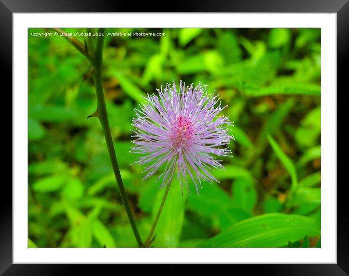 Mimosa flower Framed Mounted Print by Lucas D'Souza