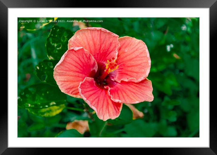 Withering red Hibiscus flower  on a plant Framed Mounted Print by Lucas D'Souza