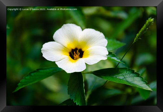 Wild flower - Turnera subulata Framed Print by Lucas D'Souza