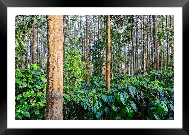 Coffee plantation with silver oak trees Framed Mounted Print by Lucas D'Souza