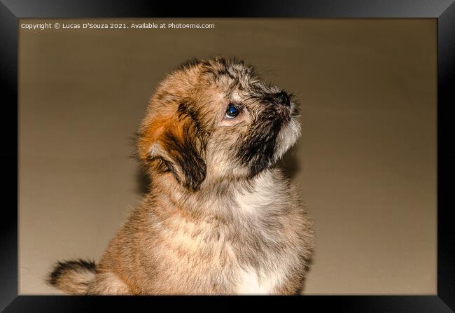 Cute fluppy Tibetan Lhasa puppy Framed Print by Lucas D'Souza