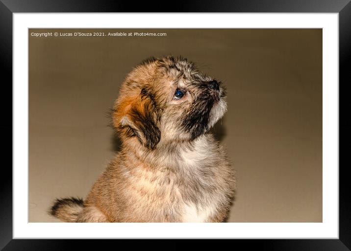 Cute fluppy Tibetan Lhasa puppy Framed Mounted Print by Lucas D'Souza