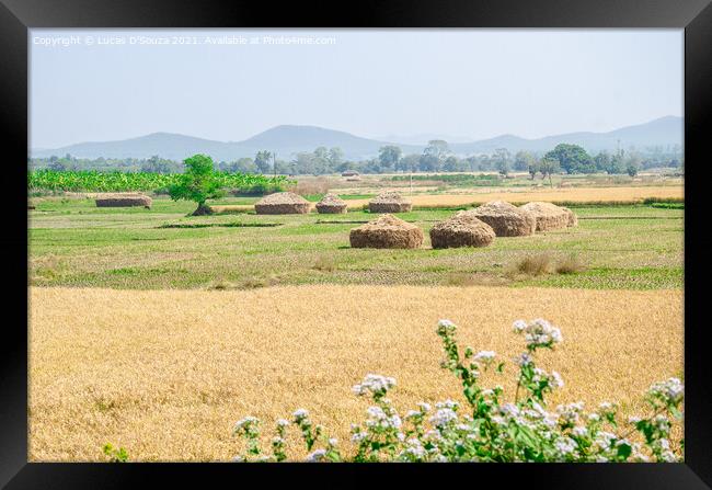 Harvested fields with straw stacks Framed Print by Lucas D'Souza