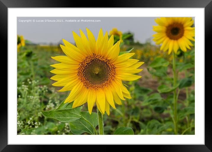 Sunflower  Framed Mounted Print by Lucas D'Souza