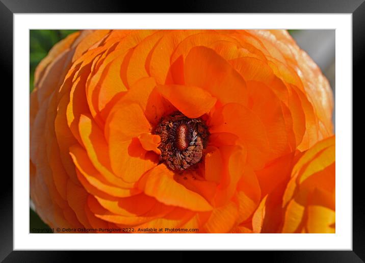 Bright Orange Ranunculus Flower Macro Framed Mounted Print by Debra Osborne-Pursglove