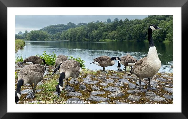 Bathpool Wildlife Kidsgrove Framed Mounted Print by Daryl Pritchard videos