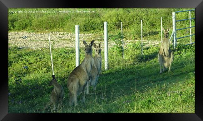 Kangaroos Framed Print by Daryl Pritchard videos