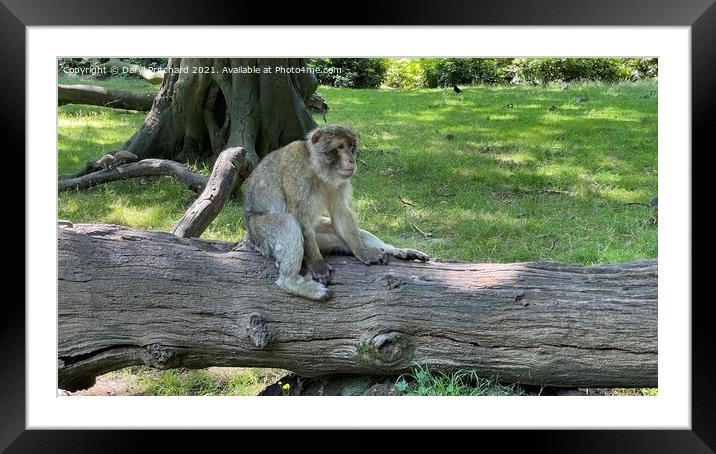 Trentham garden monkey forest  Framed Mounted Print by Daryl Pritchard videos