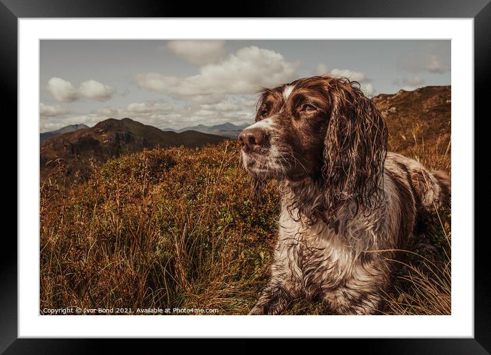 The Highland Spaniel Framed Mounted Print by Ivor Bond