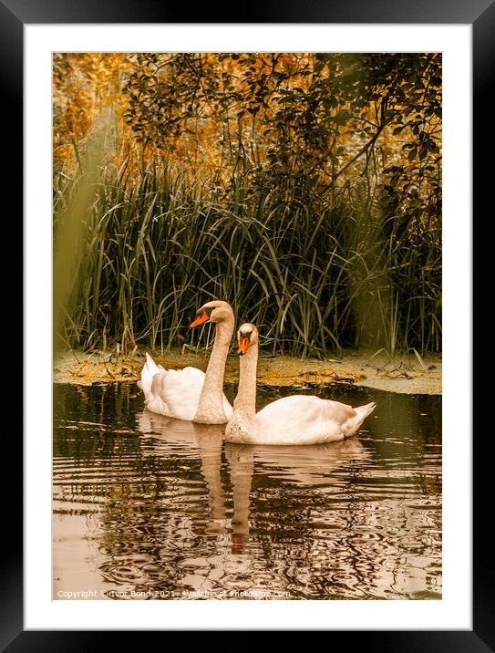 Swans Together Framed Mounted Print by Ivor Bond