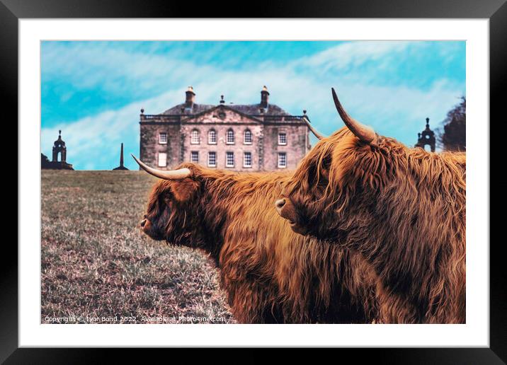 Scottish Highland Coo's Framed Mounted Print by Ivor Bond