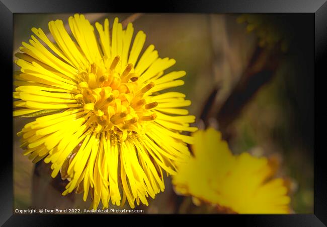 Dandelion Framed Print by Ivor Bond