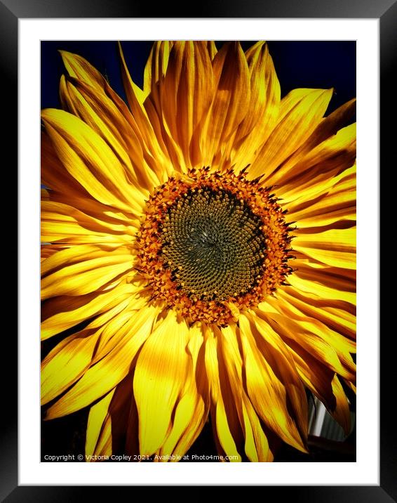 Sunflower Framed Mounted Print by Victoria Copley