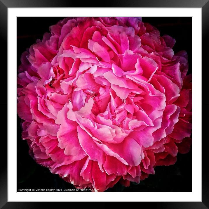 Peony Framed Mounted Print by Victoria Copley
