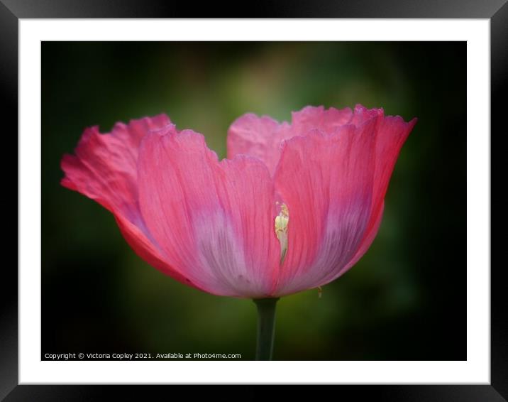 Poppy Framed Mounted Print by Victoria Copley