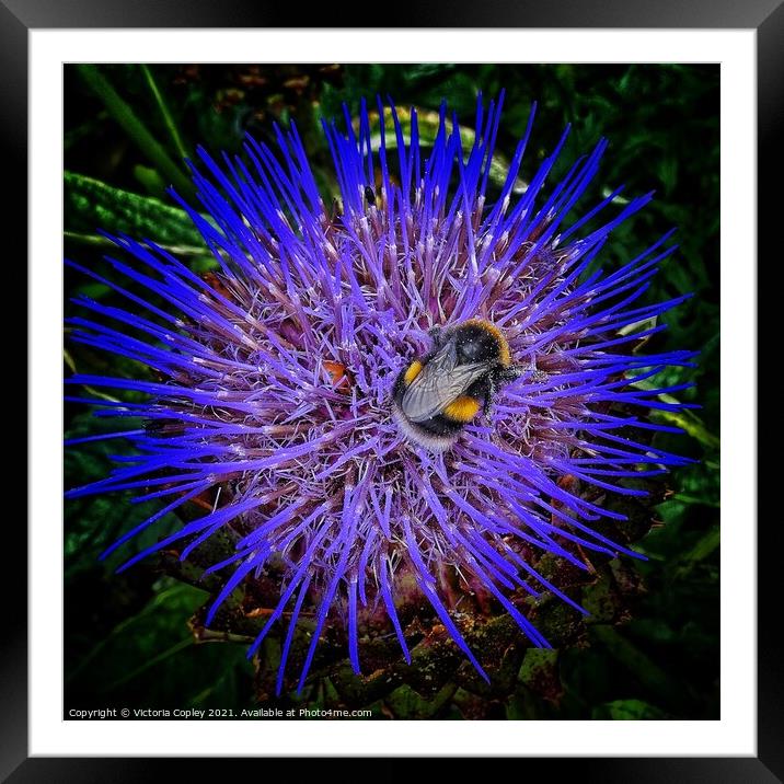 Bumblebee on flower Framed Mounted Print by Victoria Copley