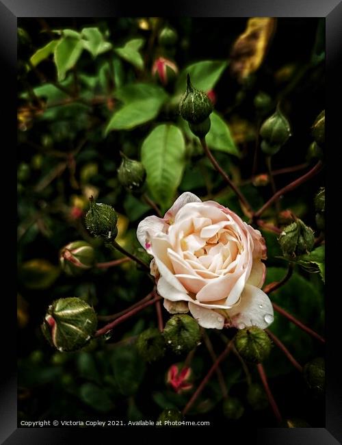 English Rose Framed Print by Victoria Copley