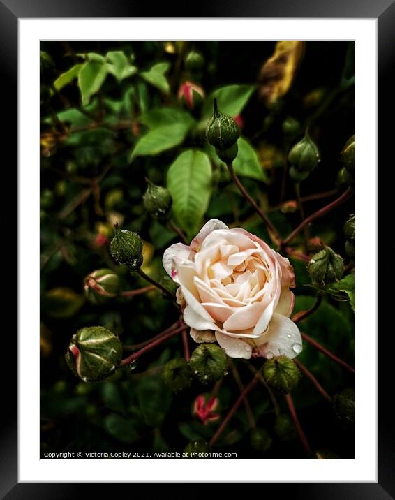 English Rose Framed Mounted Print by Victoria Copley